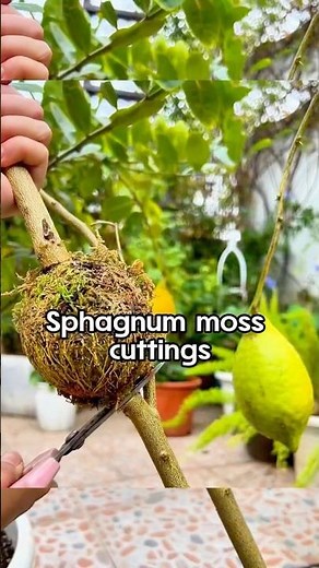Using sphagnum moss to help with tree cuttings#Sphagnum #orchid #horticulture#flowers#landscape