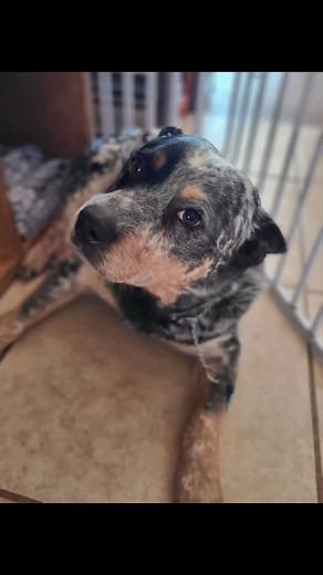 Say hello to some of our daycare dogs! #blueheeler #goldenretriever #cattledog #husky #thepetwhisperers #Baylor #banjo #meeka #matilda | The Pet Whisperers | Facebook