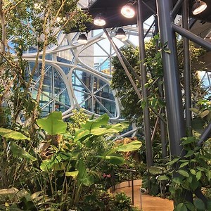 Amazon Goes Big With Biophilia: The Spheres Are Open