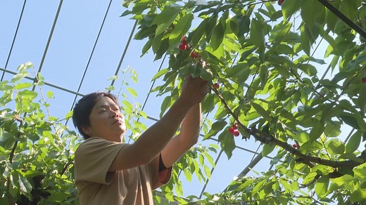 サクランボ「佐藤錦」の収穫ピーク　「廃棄もったいない」双子果多く来園者に配る園地も（2024年6月11日掲載）｜YBC NEWS NNN