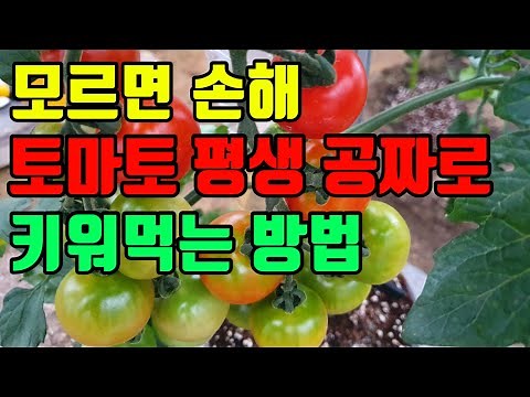 How to Grow and Harvest Cherry Tomatoes for Free and a Wholesome Life