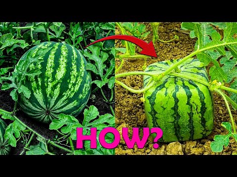 How To Grow Square Watermelon at Home - Easy for Beginners | Amazing Garden