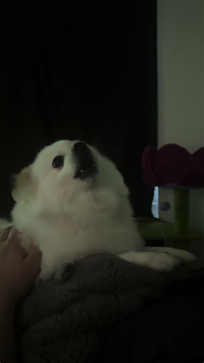 Cloud talking\\howling is so funny. 🤣😭 #pomeranian #dogsoftiktok #howl #talking #fyp