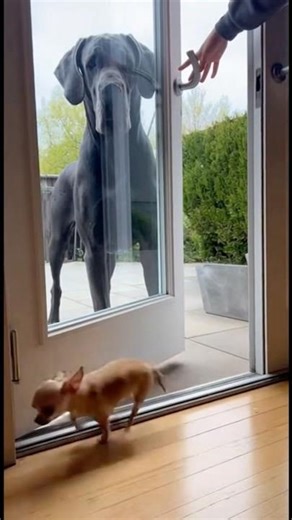 Chihuahua Challenges a Great Dane… Until the Door Actually Opens 😅🐶
