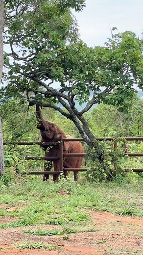 127K views · 10K reactions | Kenya has been enticed by all things...