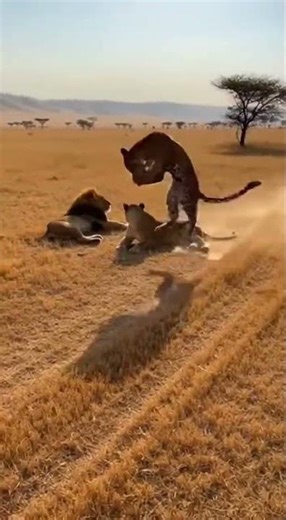 😂 Warthog vs Lion Funny Moments 🦁funny🐗