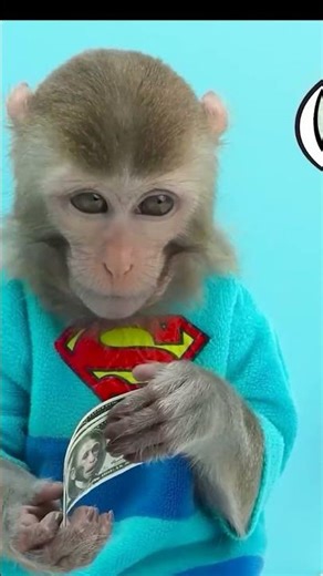 #monkey #monkeybaby #animalshome