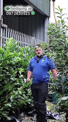 Hedging.ie | Supplier | EIRE on TikTok