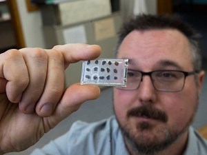 Royal Sask. Museum discovers first amber deposit with preserved insects