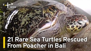 Turtle tip-off. Acting on a lead, police in Bali seized 21 rare sea turtles from a poacher over the weekend. Conservationists are preparing to release them back into the wild. | TaiwanPlus News | Facebook