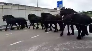 137K views · 628 reactions | Working Together | Genius Equestrian | Facebook