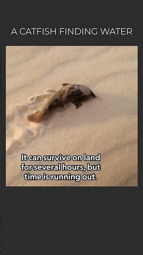 Armored Catfish Walking on Land?! 🐟🏜️ The Incredible Survival Journey to Find Water