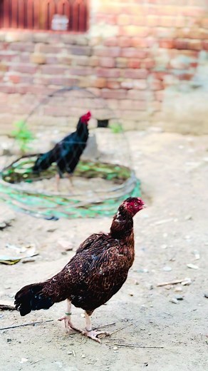 Brand❤️#khangroup #lajpalgroup #foryoupage