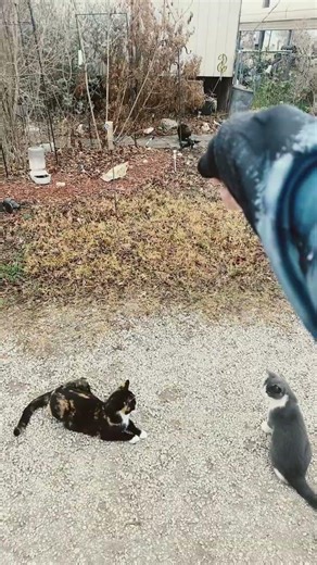 They love the laser pointer! #cuteanimals #cats #funnyanimals