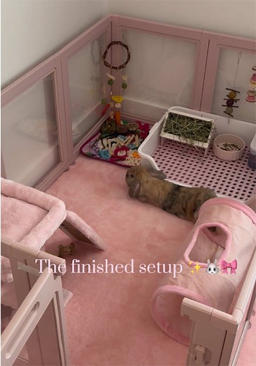 Creating the Perfect Rabbit Setup: Equipment and Tips