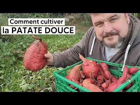 Comment cultiver la PATATE DOUCE