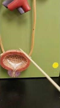 Ureters, Urinary Bladder, & Urethra