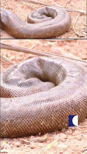 Know all the facts about Indian Sand Boa or Two-headed snake