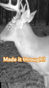 Young 2 yr old #lateseason #deerhunting #bucks #hunting #deerhunt #whitetaildeerhunting