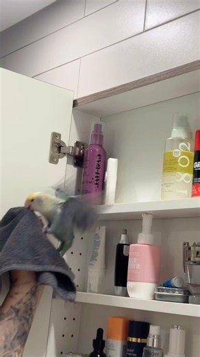 SHE WONT GET OUT LOLL #funnyanimals #funnypets #birds #tiktok # #entertaininganimals #animals