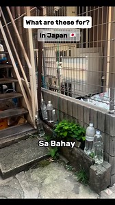 In Japan, bottles filled with water are often placed outside of homes to keep cats away. Is this common practice in your country?In Japan it’s called “nekoyoke” Neko=cat, yoke=repellent. #fbreels #fyp #followers #trending #viral #ofw #japan #ｆｙｐシ゚ｖｉｒａｌシ #ｆｙｐシ | Glenn in Japan