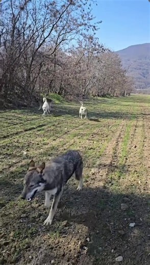 Exploring the Myth of the Grey Wolf in Culture