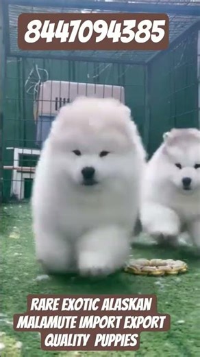 Ultra Rare Alaskan Malamute Imported Bloodline 🐺🔥