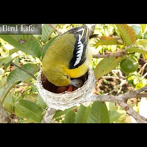 367K views · 10K reactions | The Life of Birds - Nature Documentary part23 | Bird Life | Facebook