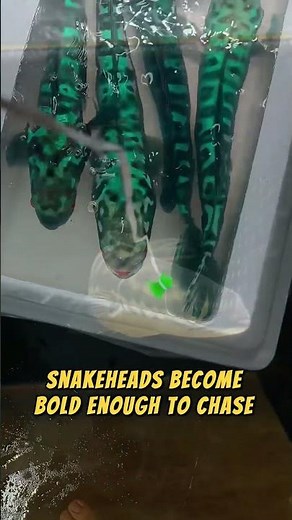 Giant Snakehead The Apex Predator With a Ferocious Reputation