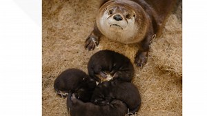 Toledo Zoo welcomes adorable baby otter pups, see their adorable names
