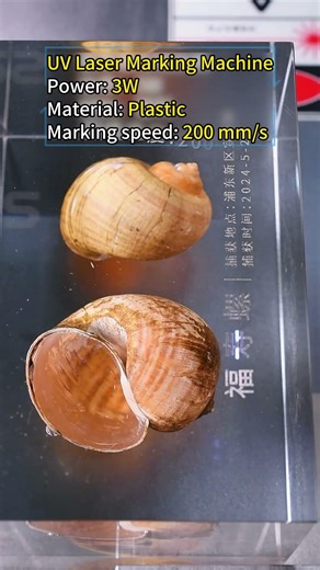 Watch how a conch shell gets its identity 🐚✨🔥