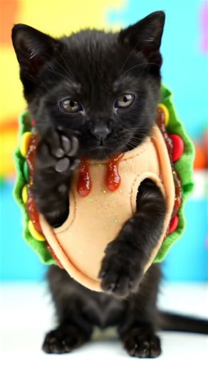 TacoCat 🌮🌮🌮 #kitten