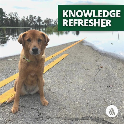 Animal shelters should develop a clear plan for protecting and evacuating animals housed at the shelter, as well as the people working there. The first rule of rescue is always “rescue yourself." Learn more for National Pet Preparedness Month: https://mrkmnls.co/3LQZFfu | The Merck Veterinary Manual