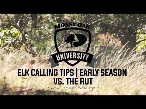 Calling Elk Early Season vs. The Rut