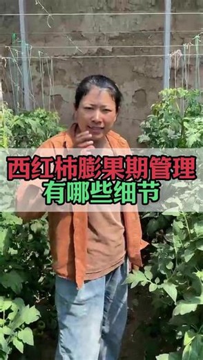 西红柿膨果期管理有哪些细节 #西红柿种植技术