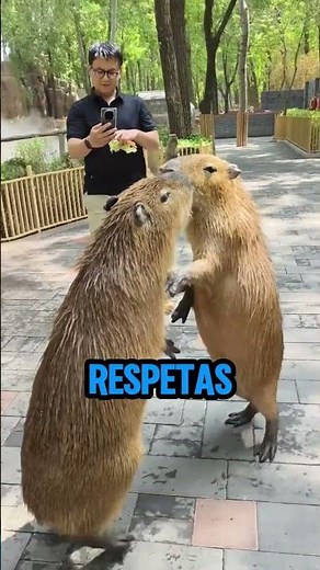 ¡Guerra de capibaras! 😂🦫🔥 #curiosidades #animales #capibara #animalesdivertidos #capibaras