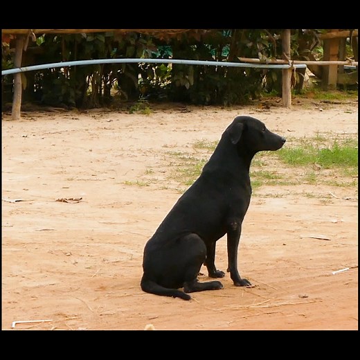 8.8M views · 123K reactions | Fake Tiger Makes My Dog Fun - Super Comedy Clip 2021 | Heang Mini | Facebook