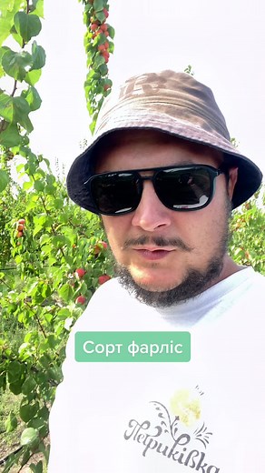 Harvesting Late Apricot Varieties in Sunny Orchard