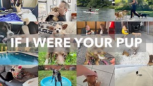 9K views · 240 reactions | Adopt a rescue pup. Save a life. Make a...