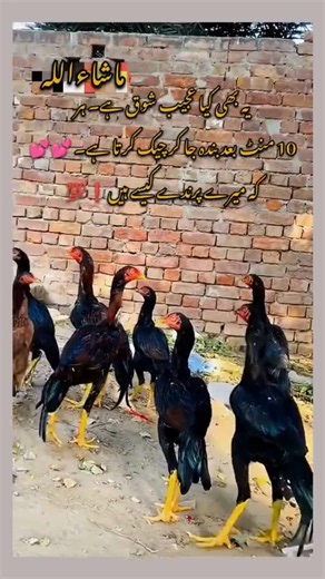 My home breed aseel murga chick's #amroha #aseelmurga #mianwaliaseels #aseel #birds #thaiaseel