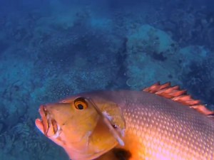 18K views · 408 reactions | coral reef fish, spearfishing north seram island. catch fish red bass | Fishing Videos | Facebook