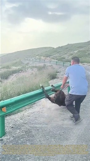 Lifting A Stranded Foal: How A Local Farmer Rescues A Horse Trapped On Road Guardrail