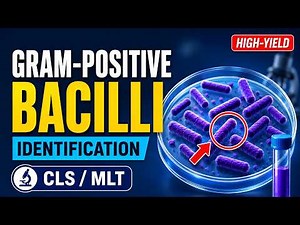 Gram-Positive Bacilli Identification Explained | CLS / MLT Study Guide