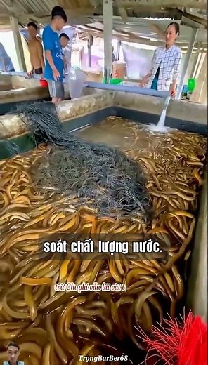 Mud-free Eel Farming Model