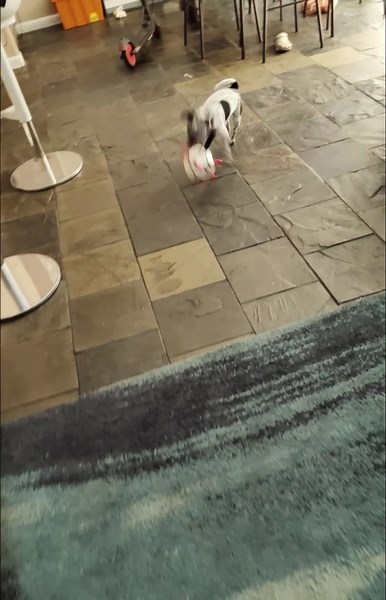 Watch Great for teaching fetch on Amazon Live