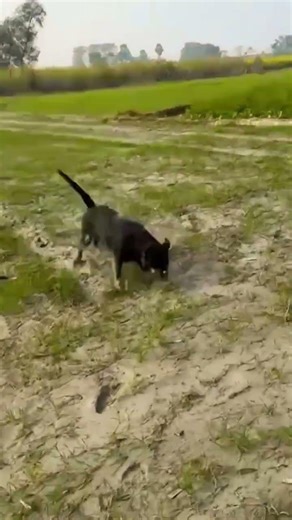 Rottweiler aggressive mode and play on field #trendingshorts #dogshorts