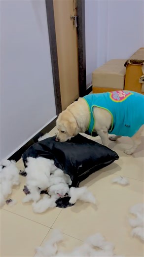 siri maurya | Wow what a question… #instagood #instagram #dogsofinstagram #doglover #dogoftheday | Instagram