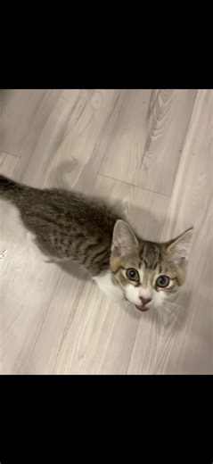 MultiiMutt (@multiimutt)’s video of sparta remix