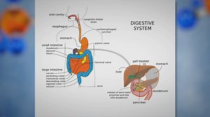 Digestive System
