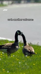Silly Geese at Canadian GP: Cute Moment Near Montreal Track